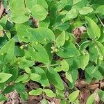 Hypericum bupleuroides Leaf