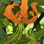 Lilium henryi Flower