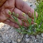 Plantago afra Habitus