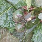 Solanum macrocarpon Frucht