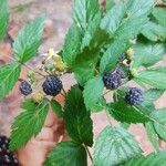 Rubus occidentalisFrugt