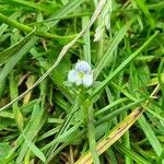 Veronica serpyllifoliaFlower