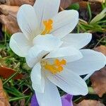 Crocus flavus Blüte