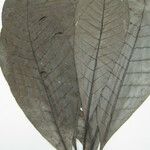 Kutchubaea insignis Other