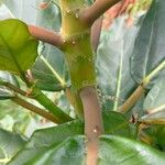 Ficus lutea ᱪᱷᱟᱹᱞᱤ