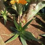 Aloe camperi Habitatea