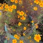 Tagetes tenuifolia Fleur