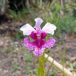 Papilionanthe teres Flower