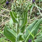 Hesperis tristis Hoja