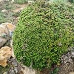 Limonium minutum Foglia