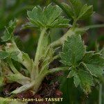 Potentilla brauneana Blad