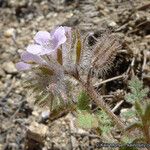 Phacelia cryptantha Цвят