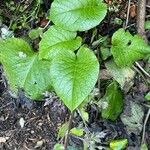 Trachystemon orientalis Hostoa