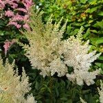 Astilbe japonicaFlower