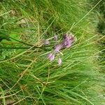 Allium carinatumFlors