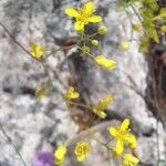 Biscutella lima Λουλούδι