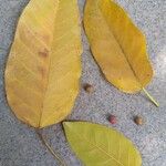 Ficus virens Leaf