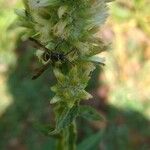 Solidago bicolor Flower