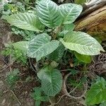 Dorstenia elata Leaf