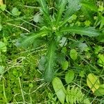 Leucanthemum ircutianum Листок