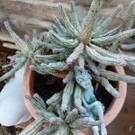 Euphorbia mammillaris Leaf