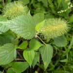 Acalypha arvensis Plante entière