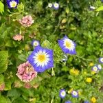 Convolvulus tricolor Flor