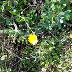 Calendula suffruticosa Blüte