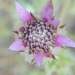 Xeranthemum inapertum Flower