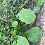 Hydrocotyle verticillata Leht