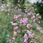 Silene vulgarisFleur