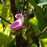 Canavalia gladiata Flower