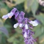 Salvia leucanthaΛουλούδι