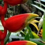 Heliconia rostrata Blüte