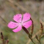 Dianthus graniticus Flors