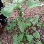 Tithonia tubaeformis পাতা