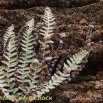 Cosentinia vellea Libunga