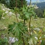 Aconitum lycoctonum Leaf