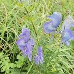 Aconitum variegatum Цвят