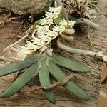 Bolusiella zenkeri Hoja
