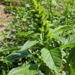 Amaranthus retroflexusപുഷ്പം