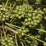 Aralia excelsa Fruit