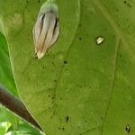 Solanum betaceum Kukka