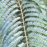 Jacaranda mimosifolia Folio