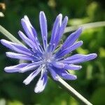 Cichorium endiviaപുഷ്പം