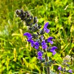 Salvia verbenaca 花