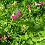 Scutellaria albida 葉