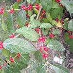 Lonicera maackii Fruit