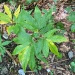 Cardamine heptaphylla ഇല