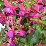 Fuchsia hybrida फूल